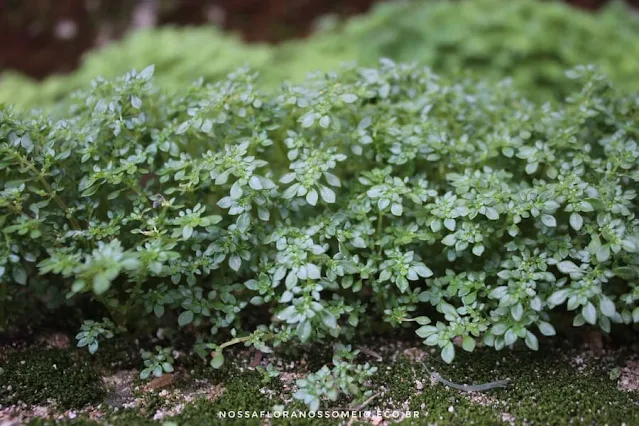 Planta brilhantina em um canto úmido