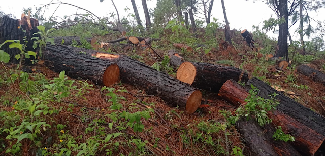 Aseguraron dos camiones de carga con madera ilegal en dos acciones distintas