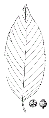 Рябина Амбрози / Рябина корончатая (Sorbus ambrozyana, =Sorbus coronata)