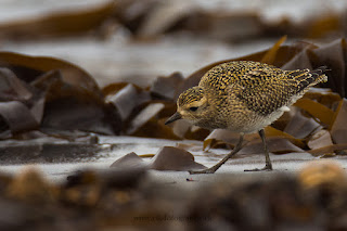 Wildlifefotografie Helgoland Düne Goldregenpfeifer