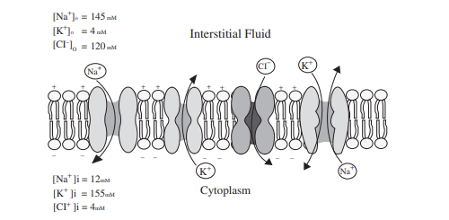 Introduction to Bioelectricity