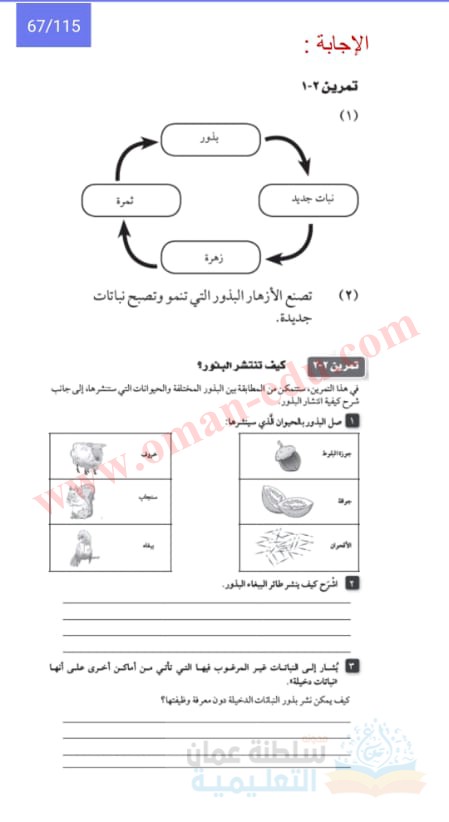 نباتاً جديداً وتصبح تنمو ساق نبات