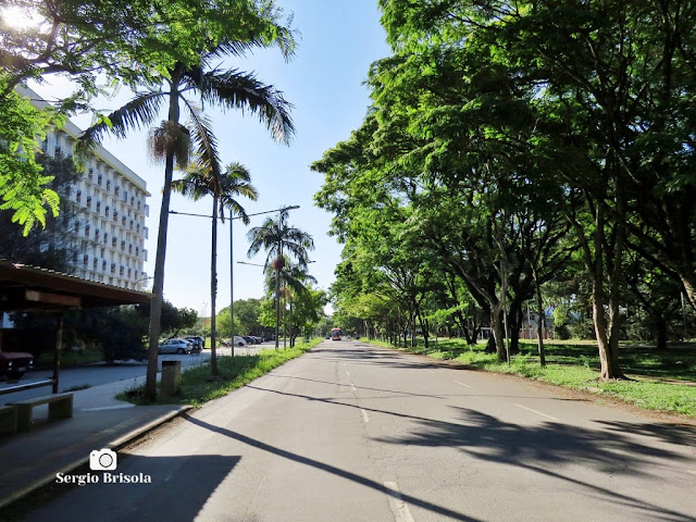 Vista ampla da arborizada Avenida Professor Mello Moraes na Cidade Universitária (USP)