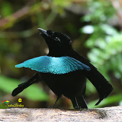 Bird-of-Paradise