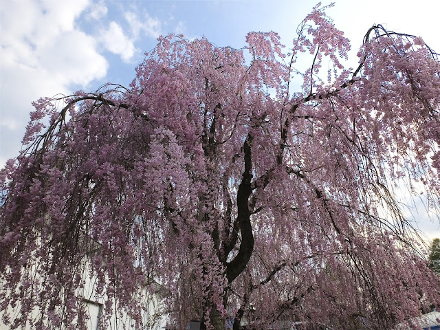 Вишня Спаша  / Вишня итосакура / Вишня плакучая (Prunus spachiana, =Prunus itosakura, =Prunus pendula)