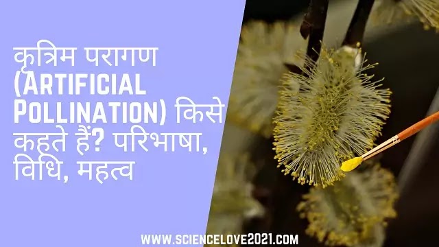 कृत्रिम परागण (Artificial Pollination) किसे कहते हैं?: परिभाषा, विधि, महत्व|hindi