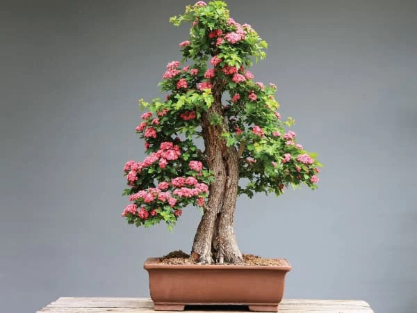 Árboles bonsái para principiantes