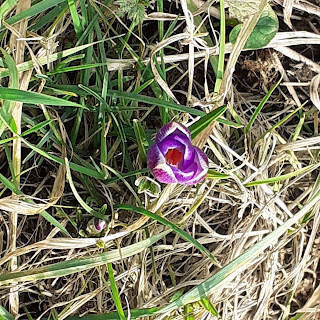 Purple crocus peeking through grass