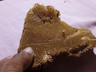 Honeycomb free photos