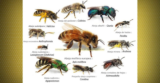Cuántos tipos de abejas hay en el mundo