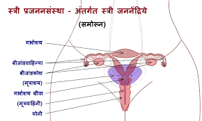 human sexual activity। हूमेन सेक्सुअल एक्टिविटी