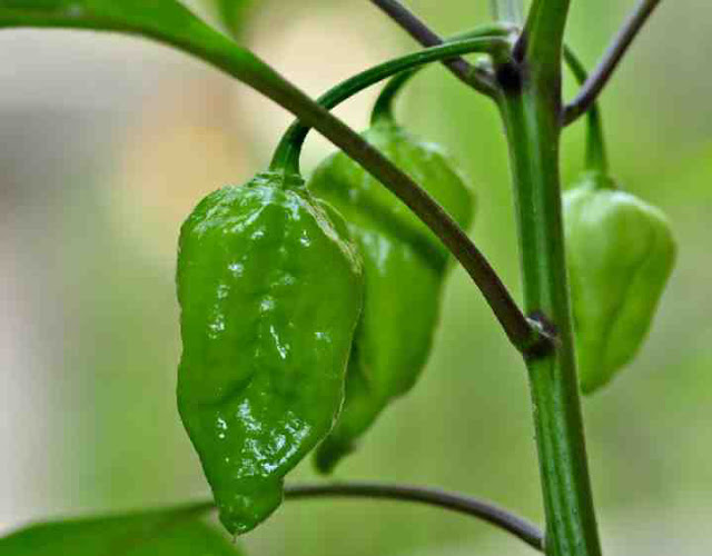 বোম্বাই মরিচ বা নাগা মরিচ