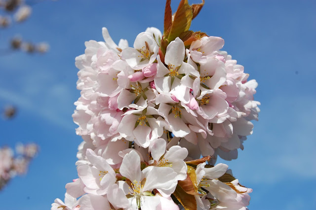 Prunus х juddii