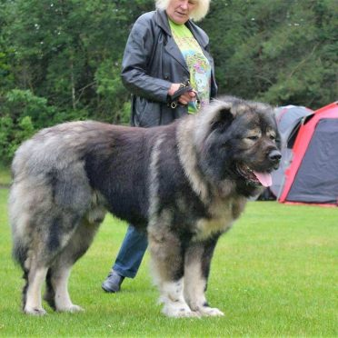 Caucasian Shepherd Dog