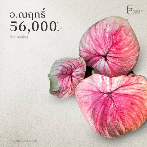 บอนสี อ.ณฤทธิ์