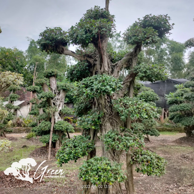 Jual Bonsai Beringin Korea Taman (Pohon Dolar) di Jombang Garansi Mati Terjamin