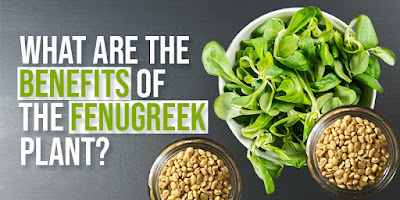 What are the benefits of the fenugreek plant?