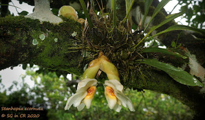 Stanhopea ecornuta - Hornless Stanhopea care