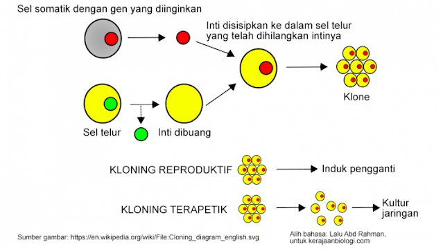 Tahapan Kloning Transfer Inti Adalah Sebagai Berikut Urutan Proses Kloning Domba Yang Paling Benar Adalah