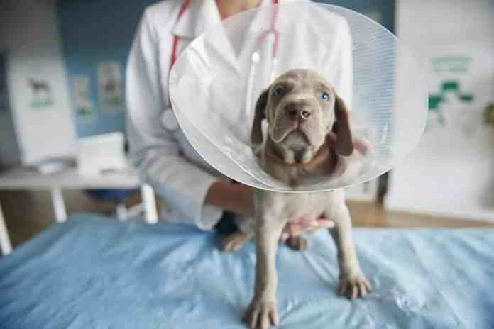 dog bite attorney near me,dog bite attorney los angeles,dog bite attorney houston,dog bite attorney atlanta,dog bite attorney florida,dog bite attorney michigan,dog bite attorney san diego,dog bite attorney sacramento,dog bite attorney