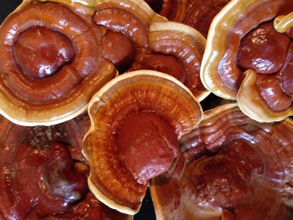 Ganoderma Mushroom Supplier in Congo Free State | Ganoderma Mushroom Company in Congo Free State | Biobritte mushroom center