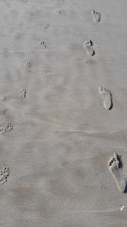 As pegadas mais comuns na areia: nenhuma de gaivota