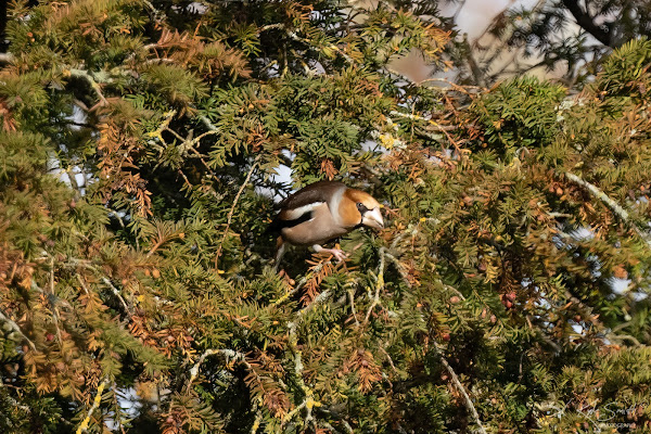 Hawfinch