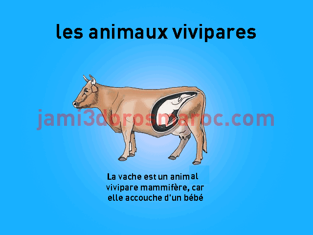 les animaux vivipares