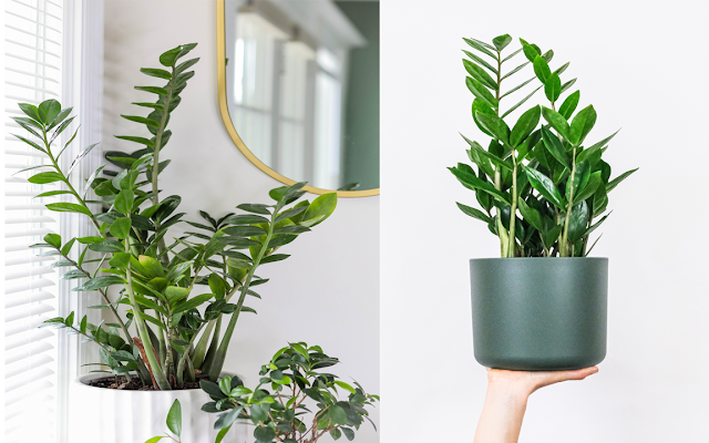 indoor plants, ZZ Plant, Zamioculcas zamiifolia, houseplants,  home decor, decorations, home, worksplace, office, indoor architecture, plants, nature