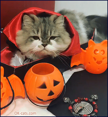 Funny Cat GIF • Halloween is coming. 'Meowcula' wants to drink fresh human blood [ok-cats.com]