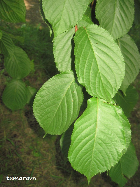 Вишня сахалинская / Вишня Саржента (Cerasus sachalinensis, =Cerasus sargentii)