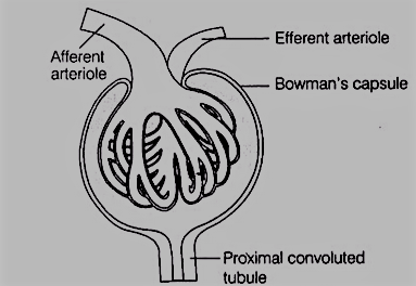 Structure of Nephron Uriniferous Tubule