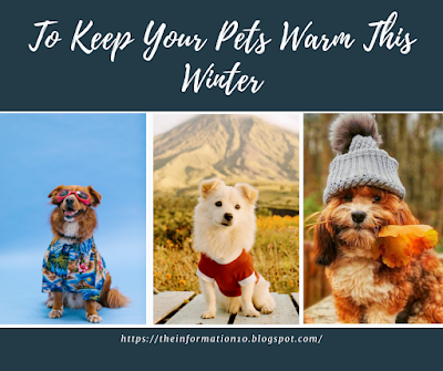 Tips To Keep Your Pets Warm This Winter