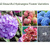 10 Beautiful Hydrangea Flower Varieties