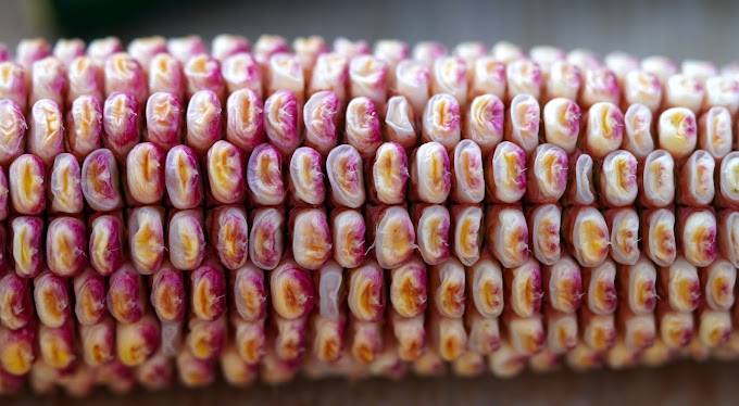 Identifican un gen que controla el rendimiento y la longitud de la mazorca de maíz