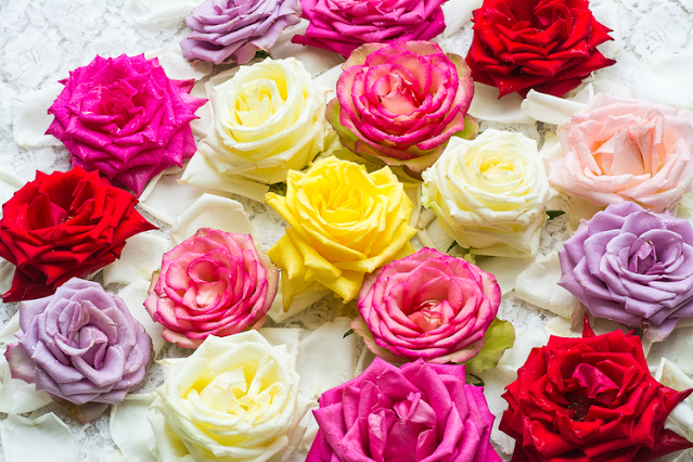 Jenis Warna Bunga Mawar Beserta Artinya