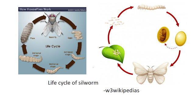 Life cycle of silkworm