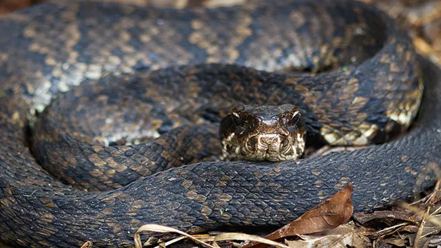 Survival first aid: How to treat snake bites