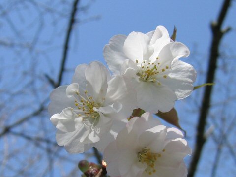 Prunus jamasakura 'Sanozakura'