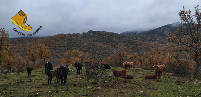 GANADO VACUNO PASTANDO EN EL CARDOSO DE LA SIERRA