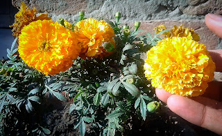 Marigold-seed-in-pot 