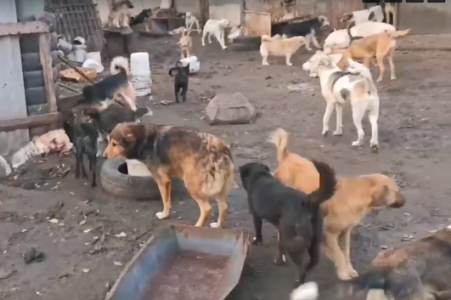 В Воронеже неизвестные жестоко убили около 20 собак в приюте для животных