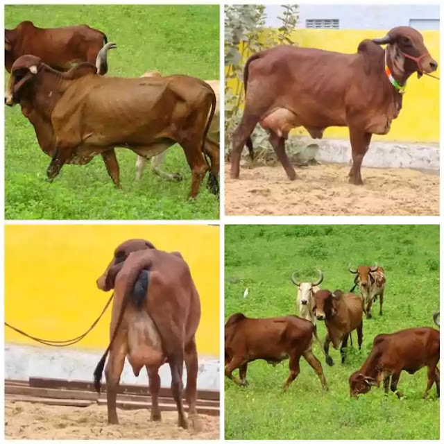 Gir cow