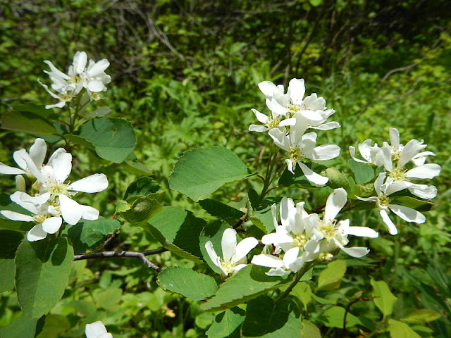 Ирга ольхолистная (Amelanchier alnifolia)