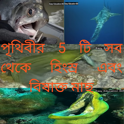 STONE Fish পৃথিবীর 5 টি সব থেকে হিংস্র এবং বিষাক্ত মাছ,পৃথিবীর 5 টি সব থেকে হিংস্র এবং বিষাক্ত মাছ MORAY EEL,SAW Fish পৃথিবীর 5 টি সব থেকে হিংস্র এবং বিষাক্ত মাছ,STONE Fish পৃথিবীর 5 টি সব থেকে হিংস্র মাছ,পৃথিবীর 5 টি সব থেকে হিংস্র এবং বিষাক্ত মাছ