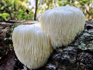 Champignon Crinière de Lion
