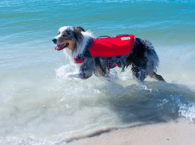 Best Dog Life Jacket - The Importance of Wearing One for Your Dog