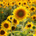 Sunflower quotes to spread happiness