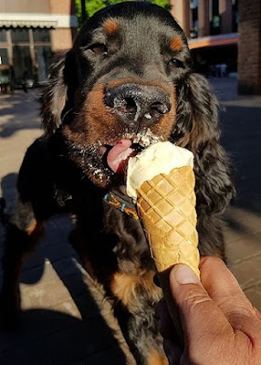 Can Dogs Have Vanilla Ice Cream, Can Dogs eat Vanilla Ice Cream 4