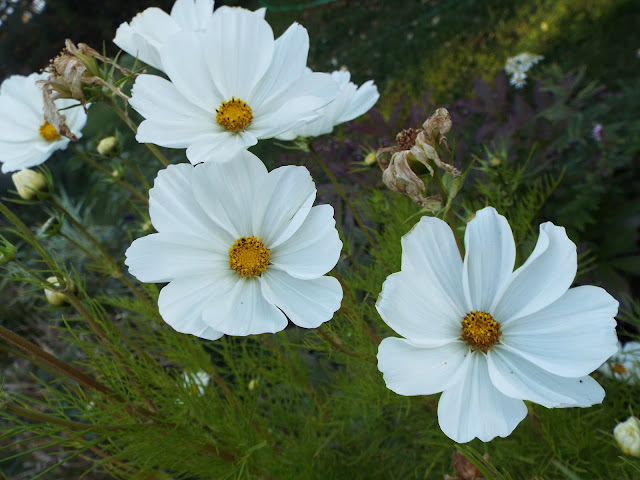 white cosmos blooms